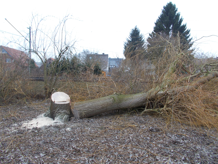 20170108 hallo minden stemwede baumfaellarbeiten oberleitung und zug zerstoert.jpg
