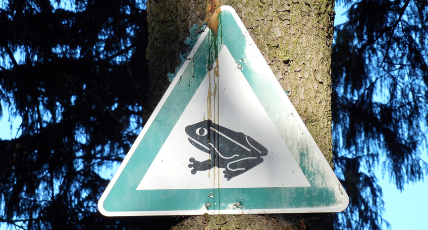 Vorsicht Autofahrer - Amphibienwanderung in Porta Westfalica