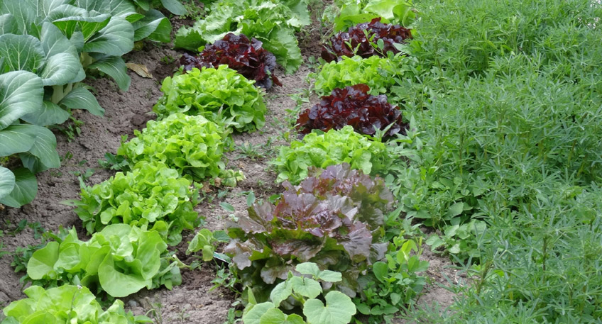 20170317-hallo-minden-gemeinschaftsgarten-projekt-workshop