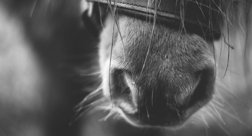 Pony tot aufgefunden