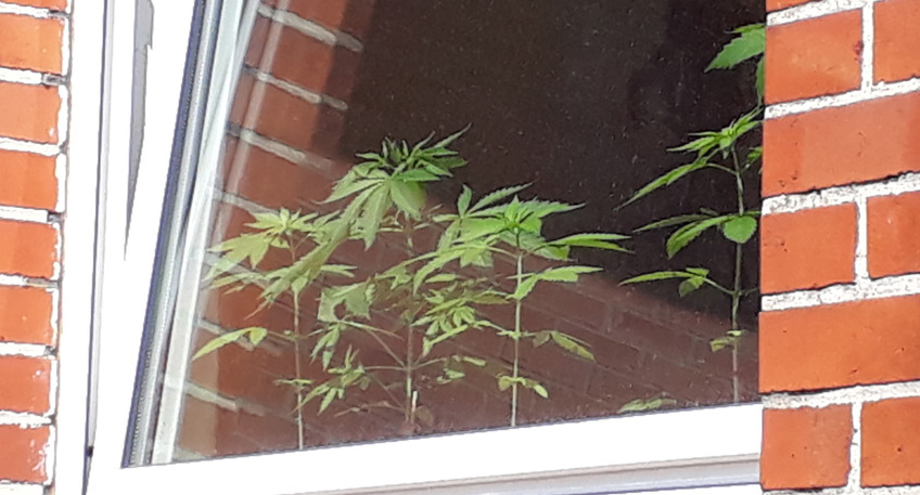 20170606 hallo Minden stadthagen canabis auf der fensterbank