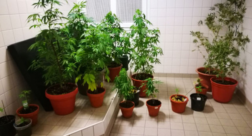 Polizei beschlagnahmt Cannabis-Indoorplantage