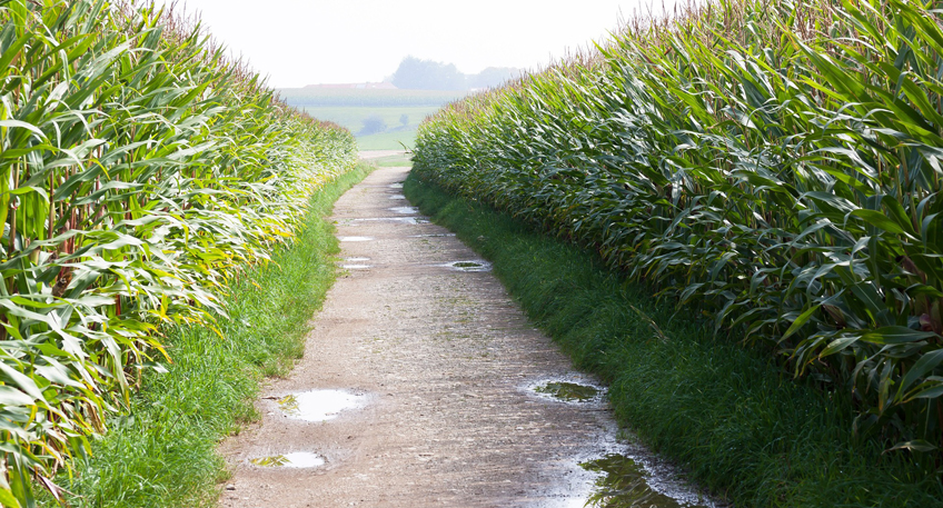 Unfall zwischen zwei Maisfeldern