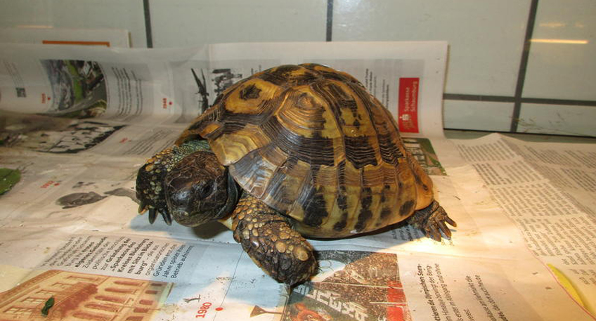 Besitzer gesucht: Griechische Landschildkr&ouml;te gefunden