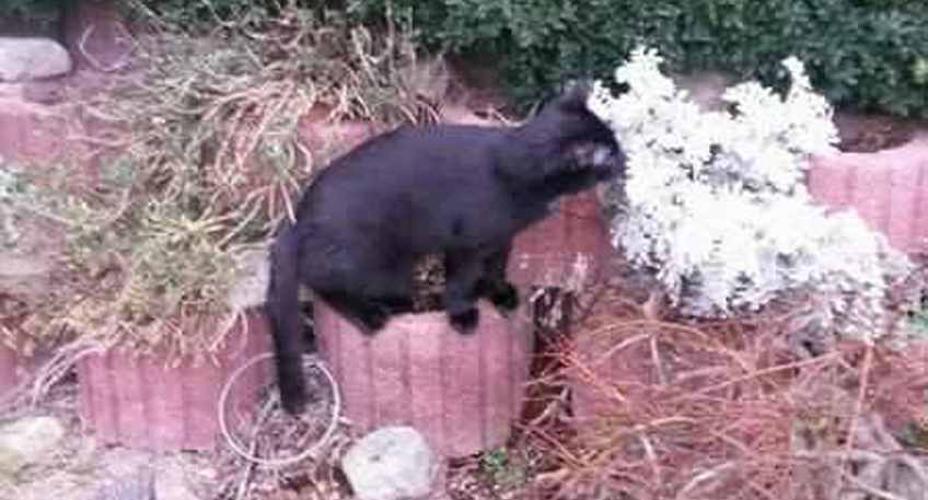 Kater 'Bolle' wird vermisst