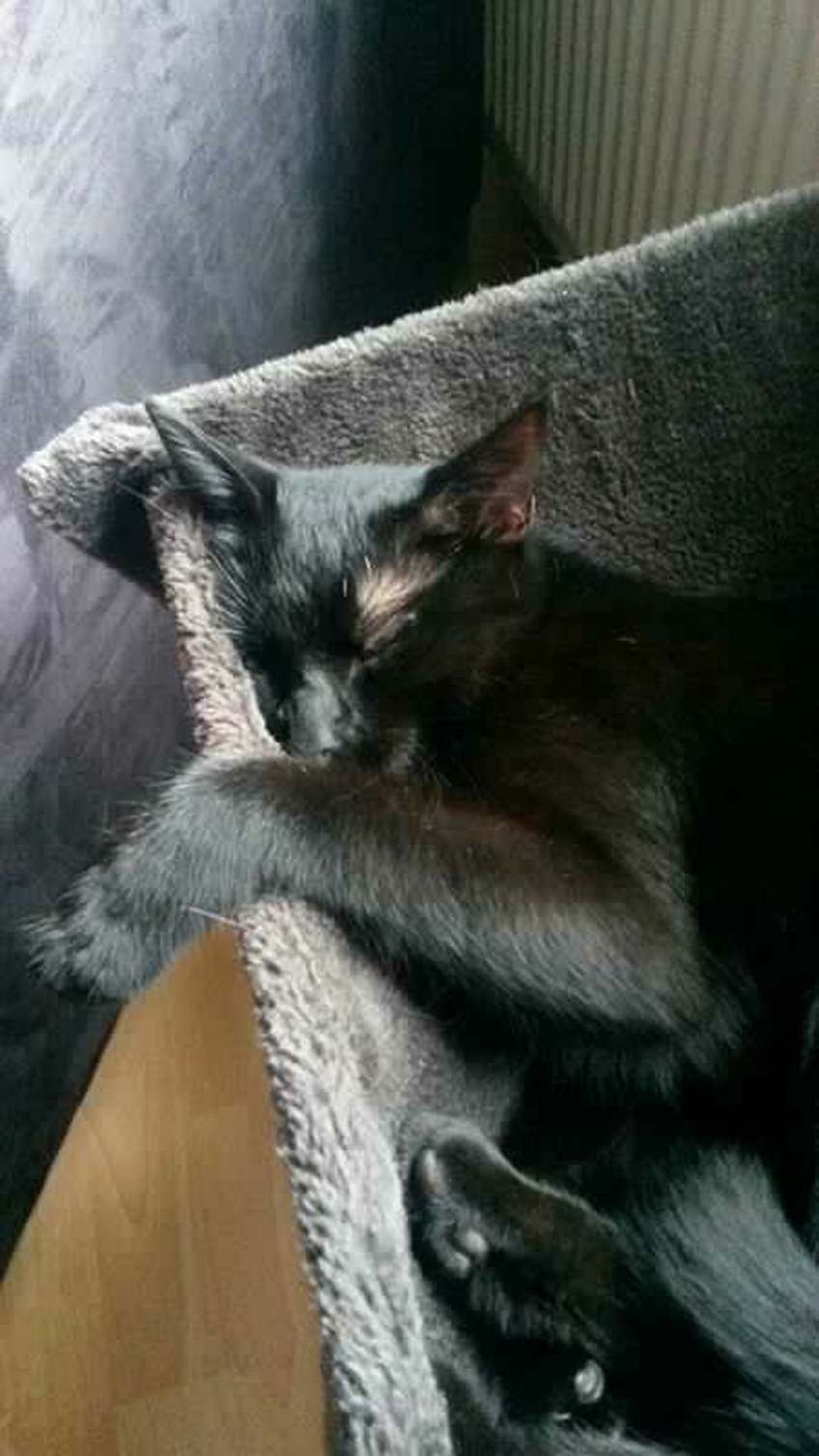 Kater 'Bolle' wird vermisst