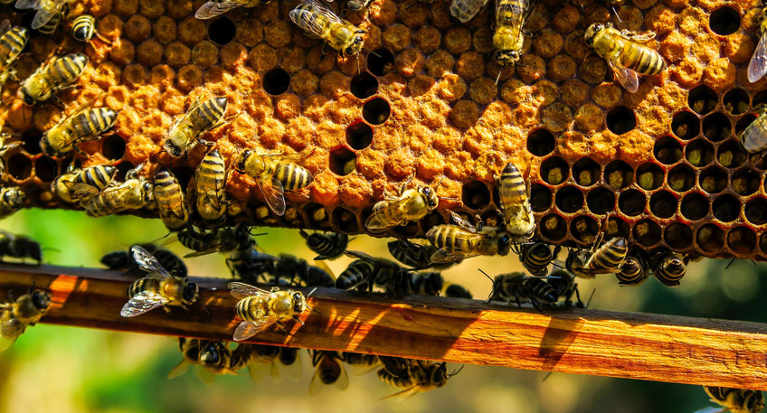 20170802 hallo minden bueckeburg bienen entwendet
