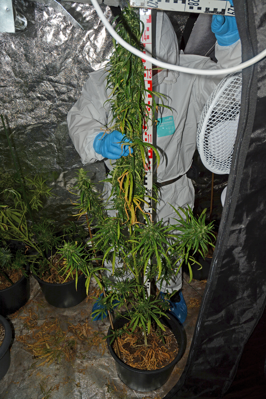 Marihuana-Plantage bei 24-J&auml;hrigen beschlagnahmt