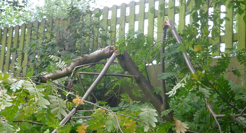 Sinnlose Zerst&ouml;rung von B&auml;umen sorgt f&uuml;r Unmut