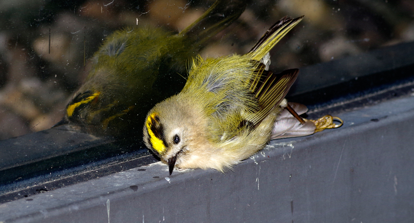 Petition fu?r vogelfreundliche Architektur