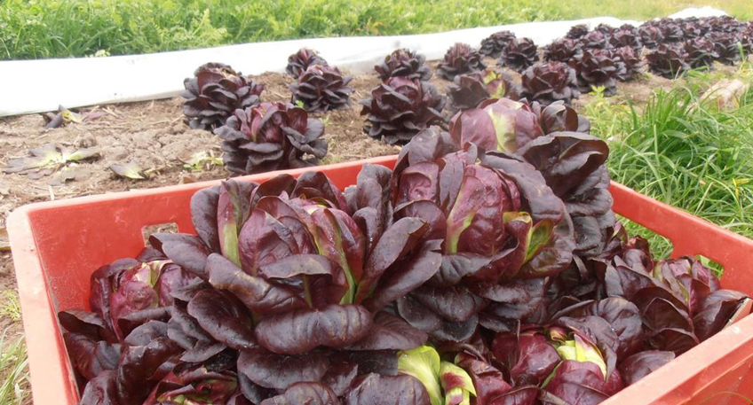 Solawi Minden &ouml;ffnet ihr Feld in Minderheide