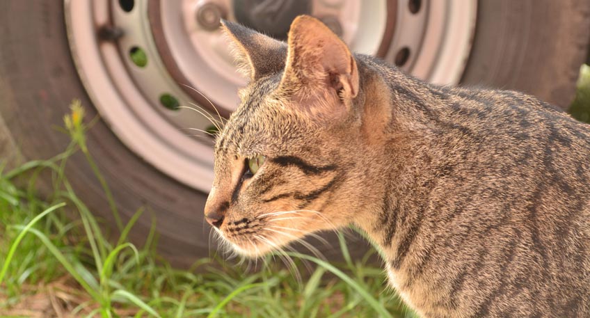 Katze ausgewichen - Auto prallt gegen Baum