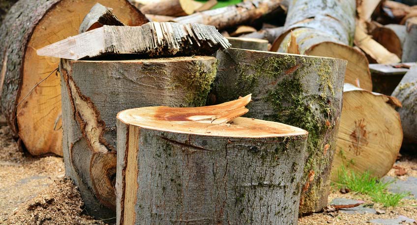 20171122 hallo minden baumfaellarbeiten bierpohlweg