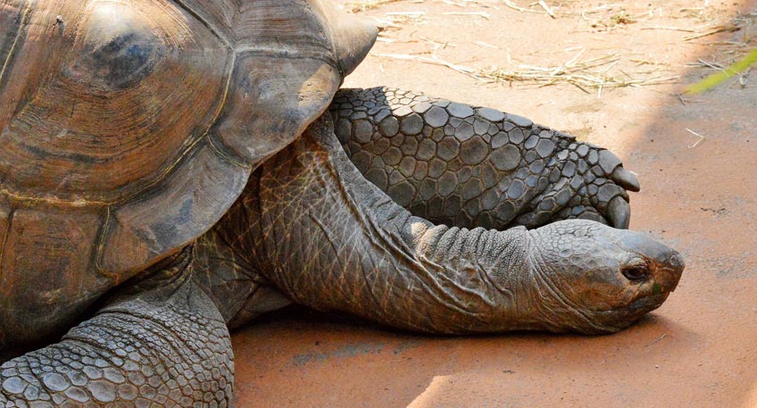 Schildkröte gefunden: Besitzer gesucht