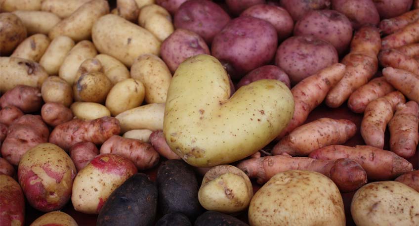 20180412 hallo minden tausendschoen kartoffeln pflanzen 01