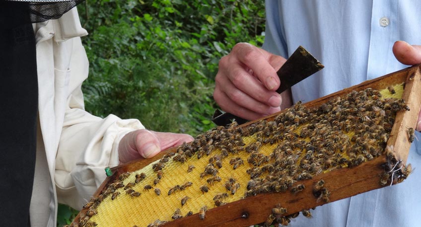 Der Garten summt: Insektenhotels selber bauen Der Garten summt: Insektenhotels selber bauen