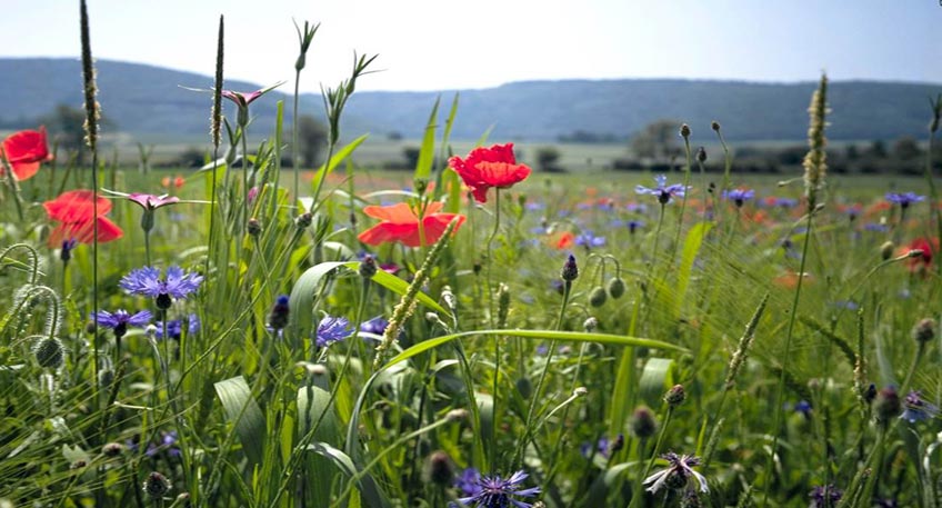 Städtischen Betriebe tun 'was' gegen Bienen- und Insektensterben