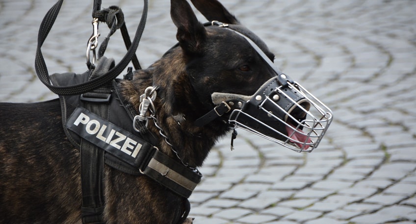 Polizeihund 'Antrax' spürt zwei Einbrecher auf