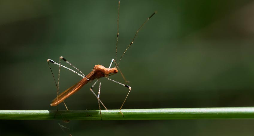 Vortrag: Insektensterben – Ursachen, Folgen und Perspektiven Vortrag: Insektensterben – Ursachen, Folgen und Perspektiven