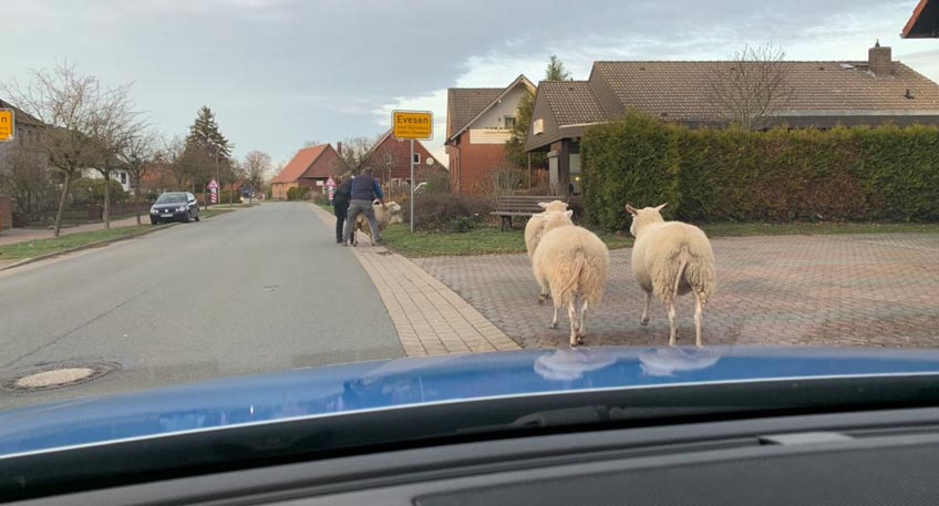 Schafe von Polizisten eingefangen