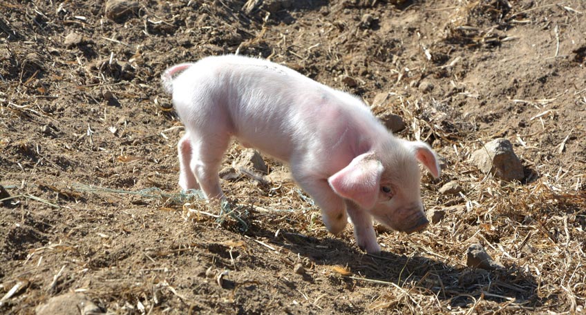 Afrikanische Schweinepest rückt näher