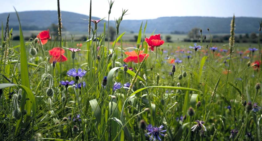 20190511-hallo-minden-blumenwiesen-gegen-das-bienensterben