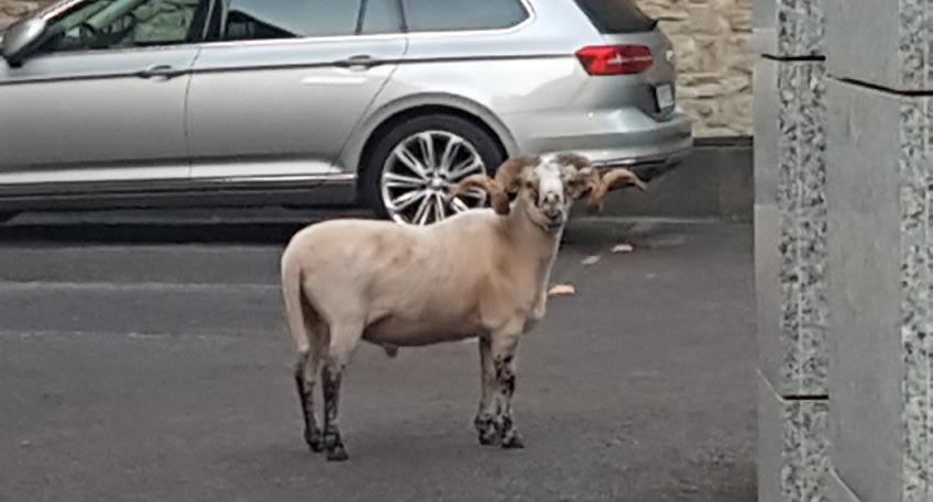 Tierische Einsätze für die Polizei