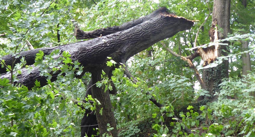 20190803 hallo minden astbruch.jpg