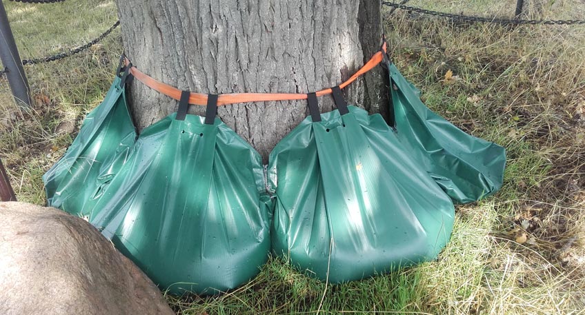 20190830-hallo-minden-baeume