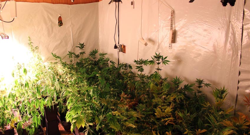 Die Polizei Minden-Lübbecke hat zwei Drogenplantagen in Wohnhäusern in Minden und Petershagen entdeckt. In Meißen stellten die Ermittler rund 110 Canabispflanzen sowie knapp ein Kilogramm Marihuana sicher. In einer Anbauanlage in Petershagen befanden sich etwa 150 Pflanzen in unterschiedlichem Wachstum.  Nach einem Hinweis und weiteren Ermittlungen durchsuchten die Ermittler aufgrund einer richterlichen Anordnung das Einfamilienhaus in Meißen. Hier stießen sie im Erdgeschoss auf zwei Räume, in denen sich die Pflanzen befanden. Dabei handelte es sich neben Setzlingen um überwiegend ausgewachsene Pflanzen. Einige wenige davon hatten bereits die stattliche Höhe von circa 1,70 Meter erreicht.  Zur Aufzucht war die Plantage mit entsprechenden Wärmelampen und einer Wasserversorgung ausgestattet. So waren diverse Stromkabel in dem Haus verlegt. Zudem war der Stromzähler manipuliert. Die Einsatzkräfte sicherten fotografisch die Anlage und bauten sie danach ab. Die Pflanzen wurden mittlerweile dem Landeskriminalamt in Düsseldorf zur Bestimmung des Wirkstoffgehalts übersandt. Das knapp ein Kilogramm Marihuana dürfte einen Straßenverkaufswert von annähernd 10.000 Euro haben, so die Einschätzung der Beamten.  Die Ermittlungen in diesem Fall richten sich gegen einen allein im Haus lebenden 57-jährigen Mann. Der war bis dato polizeilich noch nicht in Erscheinung getreten. Der 57-Jährige machte gegenüber den Ermittlern keine Angabe zu den Vorwürfen. Aufgrund fehlender Haftgründe befindet er sich in Absprache mit der Staatsanwaltschaft auf freiem Fuß.  Vor wenigen Tagen wurde im Rahmen eines polizeilichen Einsatzes im Keller eines Hauses in Petershagen eine ähnliche Anlage entdeckt. Der Mieter des Hauses war zwischenzeitlich verstorben. Die Ermittler gehen davon aus, dass der allein dort wohnende Mann die Plantage betrieben hatte. Die sichergestellten Pflanzen befinden sich derzeit noch bei der Polizei. Einen Zusammenhang zwischen den beiden Funden sehen die Beamten aktuell nicht.