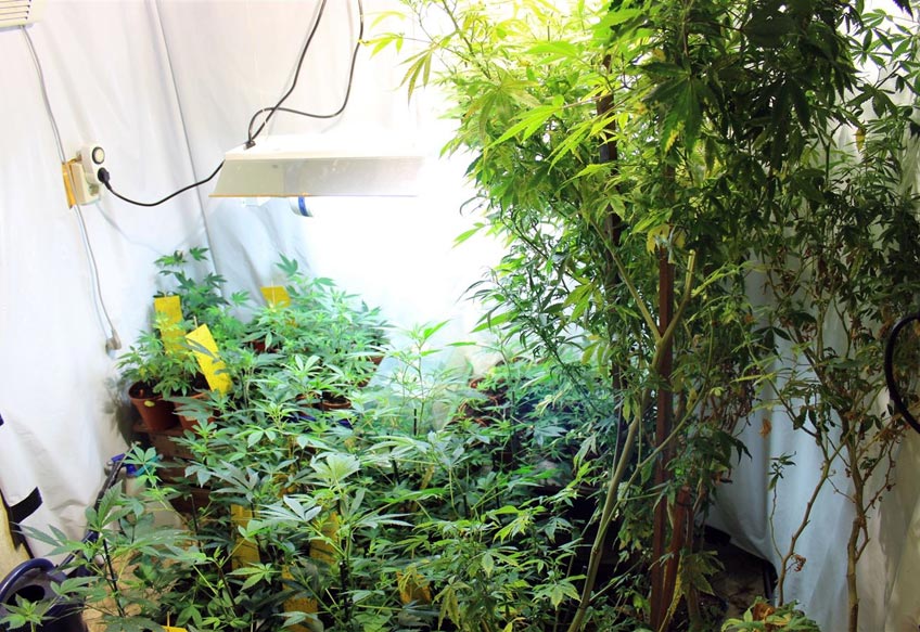 Die Polizei Minden-Lübbecke hat zwei Drogenplantagen in Wohnhäusern in Minden und Petershagen entdeckt. In Meißen stellten die Ermittler rund 110 Canabispflanzen sowie knapp ein Kilogramm Marihuana sicher. In einer Anbauanlage in Petershagen befanden sich etwa 150 Pflanzen in unterschiedlichem Wachstum.  Nach einem Hinweis und weiteren Ermittlungen durchsuchten die Ermittler aufgrund einer richterlichen Anordnung das Einfamilienhaus in Meißen. Hier stießen sie im Erdgeschoss auf zwei Räume, in denen sich die Pflanzen befanden. Dabei handelte es sich neben Setzlingen um überwiegend ausgewachsene Pflanzen. Einige wenige davon hatten bereits die stattliche Höhe von circa 1,70 Meter erreicht.  Zur Aufzucht war die Plantage mit entsprechenden Wärmelampen und einer Wasserversorgung ausgestattet. So waren diverse Stromkabel in dem Haus verlegt. Zudem war der Stromzähler manipuliert. Die Einsatzkräfte sicherten fotografisch die Anlage und bauten sie danach ab. Die Pflanzen wurden mittlerweile dem Landeskriminalamt in Düsseldorf zur Bestimmung des Wirkstoffgehalts übersandt. Das knapp ein Kilogramm Marihuana dürfte einen Straßenverkaufswert von annähernd 10.000 Euro haben, so die Einschätzung der Beamten.  Die Ermittlungen in diesem Fall richten sich gegen einen allein im Haus lebenden 57-jährigen Mann. Der war bis dato polizeilich noch nicht in Erscheinung getreten. Der 57-Jährige machte gegenüber den Ermittlern keine Angabe zu den Vorwürfen. Aufgrund fehlender Haftgründe befindet er sich in Absprache mit der Staatsanwaltschaft auf freiem Fuß.  Vor wenigen Tagen wurde im Rahmen eines polizeilichen Einsatzes im Keller eines Hauses in Petershagen eine ähnliche Anlage entdeckt. Der Mieter des Hauses war zwischenzeitlich verstorben. Die Ermittler gehen davon aus, dass der allein dort wohnende Mann die Plantage betrieben hatte. Die sichergestellten Pflanzen befinden sich derzeit noch bei der Polizei. Einen Zusammenhang zwischen den beiden Funden sehen die Beamten aktuell nicht.