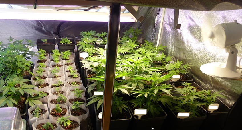 20200214 hallo minden hanfplantage