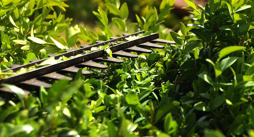 20200225-hallo-minden-heckenschnitt