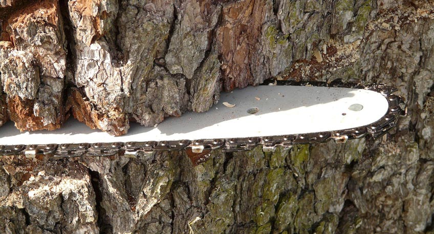 20200416 hallo minden baum faellen