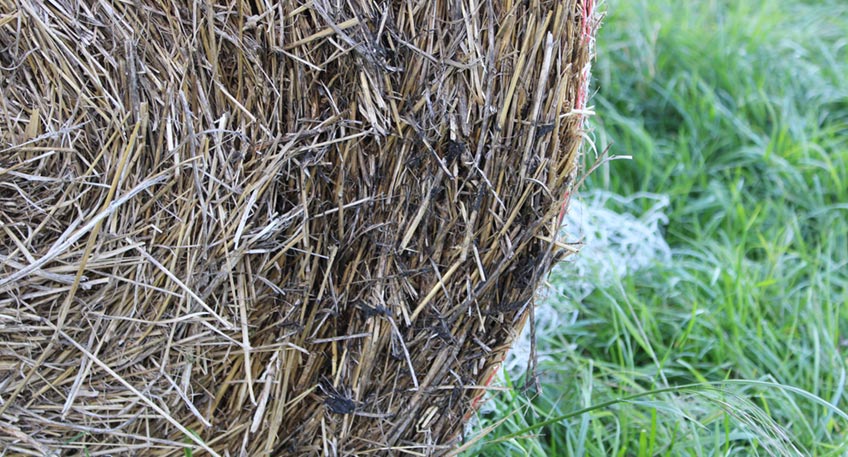 20200507 hallo minden strohballen angezuendet