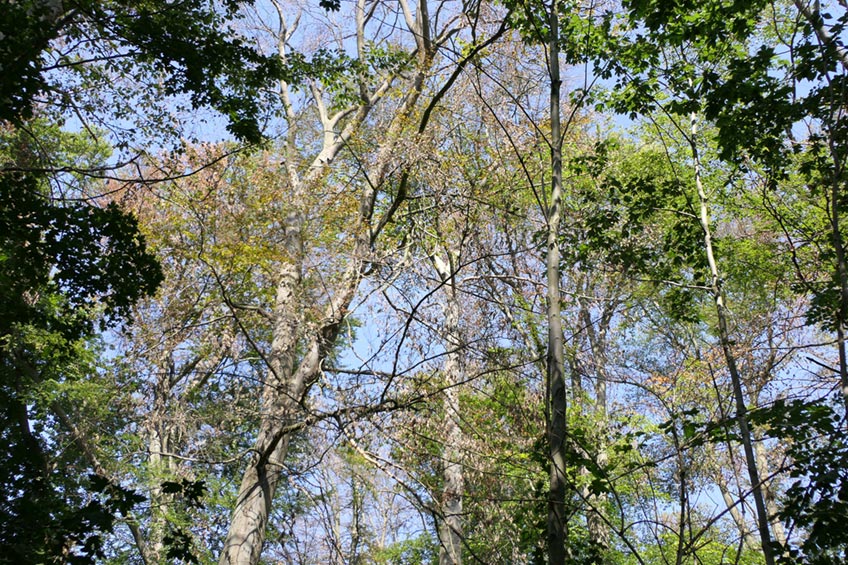 20200904-hallo-minden-glacis