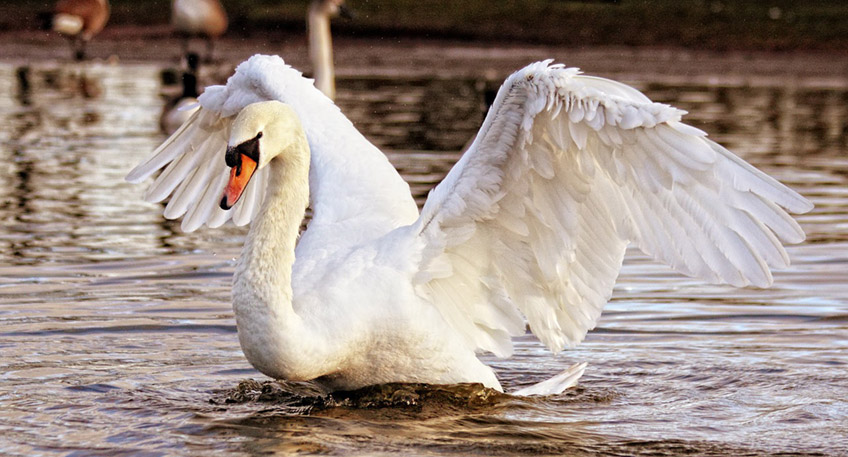 20201113-hallo-minden-vogelgrippe