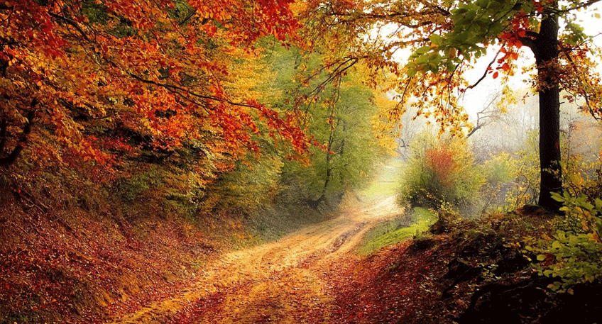 20201114-hallo-minden-wald-vortrag