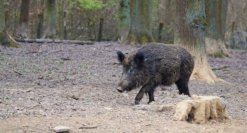20201121 hallo minden schweinepest
