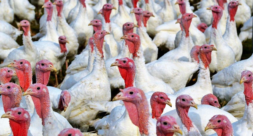 20210305 hallo minden vogelgrippe
