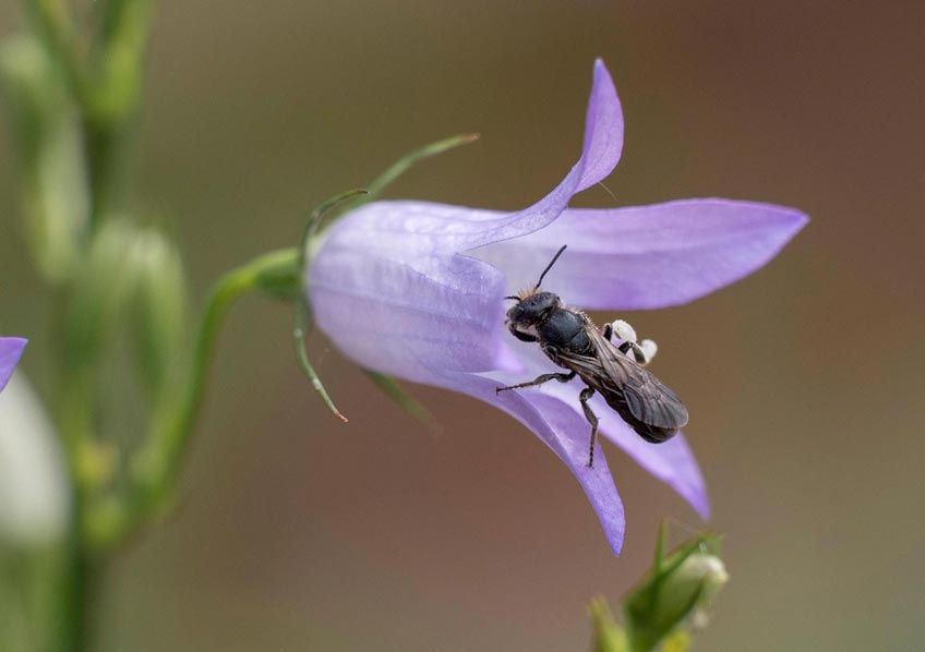 Bei den Ferienspielen im NABU Besucherzentrum Moorhus sind noch vereinzelt Pl&auml;tze f&uuml;r Kinder von 8 bis 12 Jahren frei. Im &bdquo;Wildbienen-Workshop&ldquo; am Montag, den 12.07.2021 von 10:00 bis 12:00 Uhr lernen sie die "wilde" Verwandte der Honigbiene kennen.
