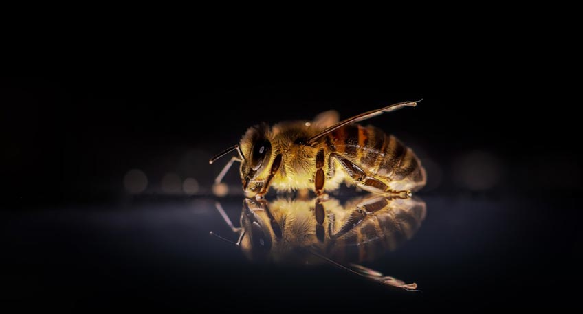 20210908 hallo minden luebbecke faulbrut