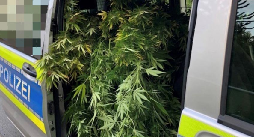 Am Dienstagnachmittag wurden die Beamten der Kreispolizeibeh&ouml;rde zu einem Grundst&uuml;ck nach Porta Westfalica gerufen.  Ein Zeuge hatte der Leitstelle telefonisch mitgeteilt, dass er in einem Garten in Barkhausen mutma&szlig;liche Cannabispflanzen bemerkt habe.