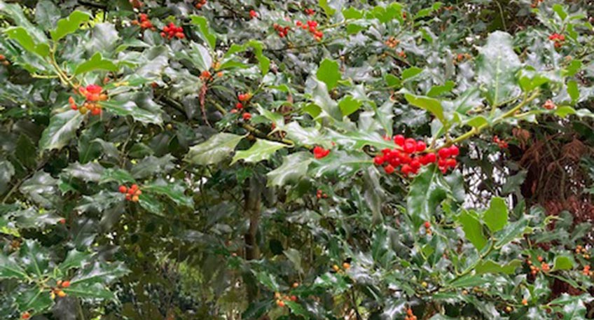 Die St&auml;dtischen Betriebe Minden bieten auf dem Nordfriedhof eine Info-Veranstaltung rund um den Baum des Jahres 2021, die Europ&auml;ische Stechpalme (Ilex aquifolium), an. Los geht es am Samstag, 2. Oktober, um 15 Uhr.
