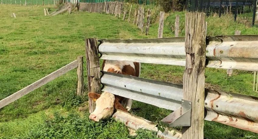 Am vergangenen Montag wurde die Polizei wegen einer bemitleidenswerten Kuh in den Windmühlenweg nach Rehme gerufen. Eine Melderin hatte hier bemerkt, dass das Tier mit seinem Kopf auf einer Weide zwischen zwei Leitplanken eingeklemmt war und sich nicht mehr alleine befreien konnte.
