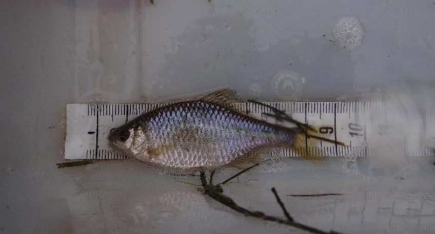 Seit rund drei Jahren sind die beiden &Ouml;koprojekte - Stadtbl&auml;nke L&ouml;ffler und &Ouml;kopolder Neue Fahrt - fertig. Den Weserfreunden Minden ist dabei nicht nur die geringere Hochwassergefahr f&uuml;r die Stadtbl&auml;nke auf der rechten Weserseite, sondern besonders die Schaffung von Lebensr&auml;umen f&uuml;r die Fische wichtig.