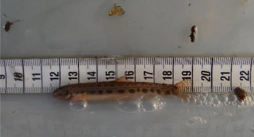 Seit rund drei Jahren sind die beiden &Ouml;koprojekte - Stadtbl&auml;nke L&ouml;ffler und &Ouml;kopolder Neue Fahrt - fertig. Den Weserfreunden Minden ist dabei nicht nur die geringere Hochwassergefahr f&uuml;r die Stadtbl&auml;nke auf der rechten Weserseite, sondern besonders die Schaffung von Lebensr&auml;umen f&uuml;r die Fische wichtig.