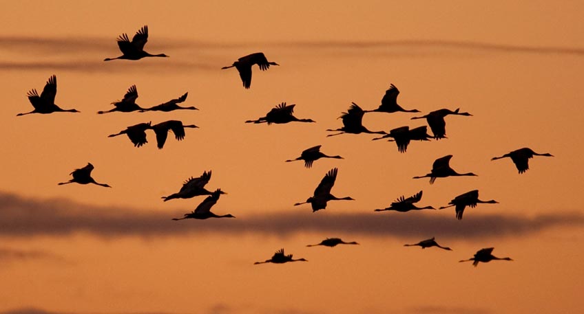 Die Zeit der Kraniche hat wieder begonnen! Zehntausende der imposanten V&ouml;gel lassen sich nun jeden Abend in der Diepholzer Moorniederung zur Ruhe nieder. Eckhard Schl&ouml;mer und Klaus Horstmann vom NABU Minden-L&uuml;bbecke erkl&auml;ren auf einer Kranichexkursion am Sonntag, 24.12.21, was die Moore als Rastplatz auf der j&auml;hrlichen Wanderung f&uuml;r die Kraniche so attraktiv macht. Treffpunkt ist um 15 h das NABU Besucherzentrum Moorhus an der Frotheimer Str. 57a in L&uuml;bbecke-Gehlenbeck. Von dort geht es nach einer Einf&uuml;hrung in das Thema mit dem eigenen PKW oder in Fahrgemeinschaft weiter ins Rehdener Geestmoor, wo der abendliche Einflug der Kraniche beobachtet werden kann. Wetterfeste Kleidung, festes Schuhwerk und ein Fernglas werden empfohlen.     W&auml;hrend das laute Tr&ouml;ten der Kranich bei ihrem abendlichen Anflug weit zu h&ouml;ren ist, geht es bei der F&uuml;hrung von Rainer Eschedor am Mittwoch, 27.10.21 vielmehr um die morgendliche Stille im Gro&szlig;en Torfmoor. W&auml;hrend die Sonne langsam aufgeht und der Herbstnebel sich lichtet, f&uuml;hrt der erfahren Moorf&uuml;hrer durch die zauberhafte Moorlandschaft. Gestartet wird um 7.30 h am Parkplatz P3 an der Moorbadstra&szlig;e 2 in Gehlenbeck. Die Veranstaltung dauert etwa 2 Stunden.  Alle Teilnehmenden werden gebeten, sich vorab telefonisch im NABU Besucherzentrum Moorhus unter 05741-2409505 oder per Email an info@moorhus.eu anzumelden. 