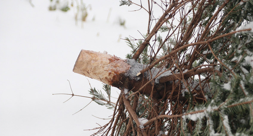 20220102 hallo minden weihnachtsbaum entsorgung