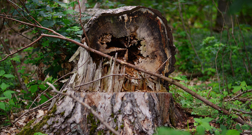 Ein Sturm mit Orkanb&ouml;en wird im Kreis Minden-L&uuml;bbecke f&uuml;r die folgenden Tage erwartet. Es gibt eine Unwetterwarnung f&uuml;r die Region. Im Vorfeld dazu informierten die St&auml;dtischen Betriebe Minden (SBM) gestern Nachmittag &uuml;ber eine Push-Nachricht bereits alle Nutzer der Abfall-App zur M&uuml;llabfuhr in dieser Woche.